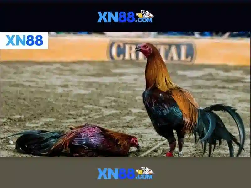 💎xp88 nhà cái💎