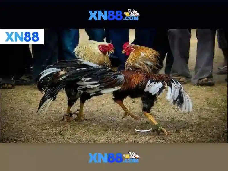 💎tỷ lệ bóng đá kèo nhà cái hôm💎