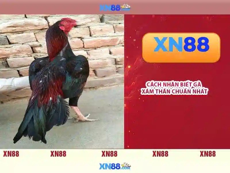 💎nha keo cai xoi lac💎