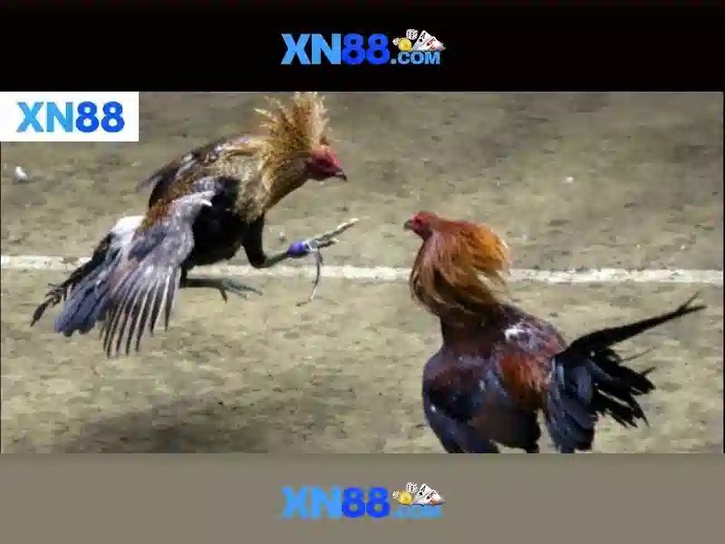 💎nha cai bong da org💎