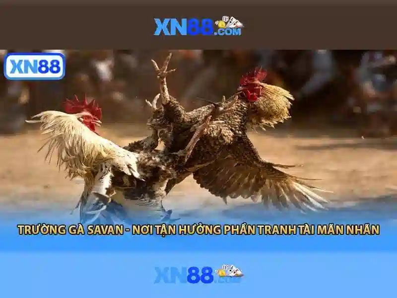 💎nhà cái bóng đá trực tuyến💎