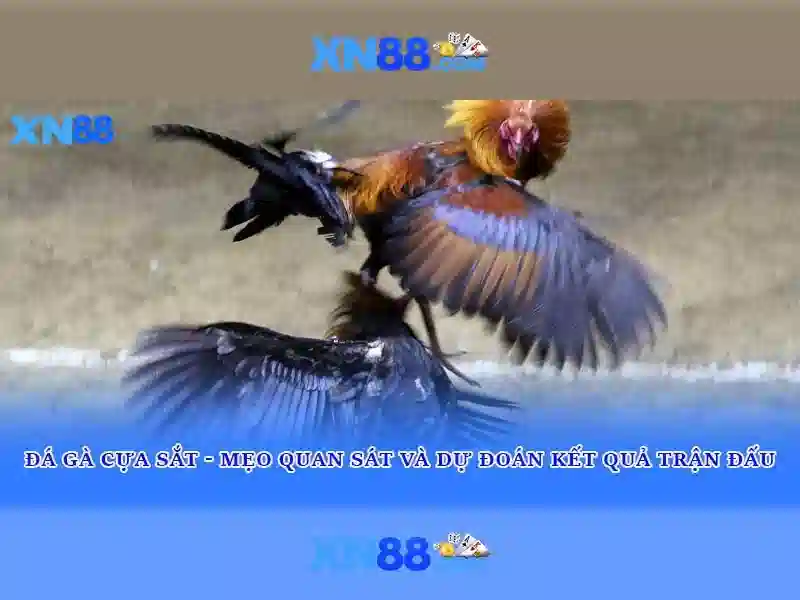 💎nhà cái bóng vip💎