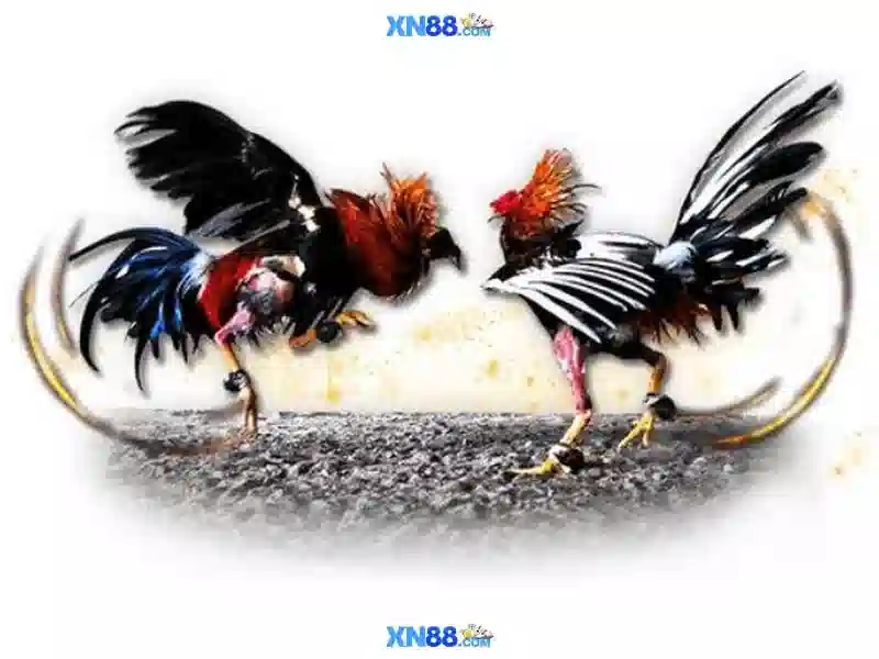 💎keo nha cai vip5💎