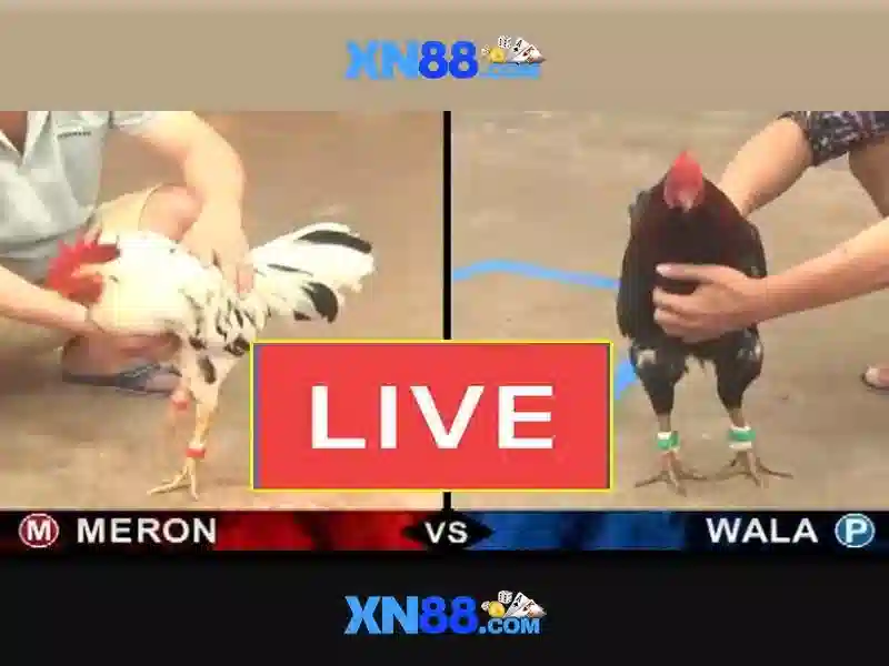 💎hb88 apk bigwin 777 hb88💎