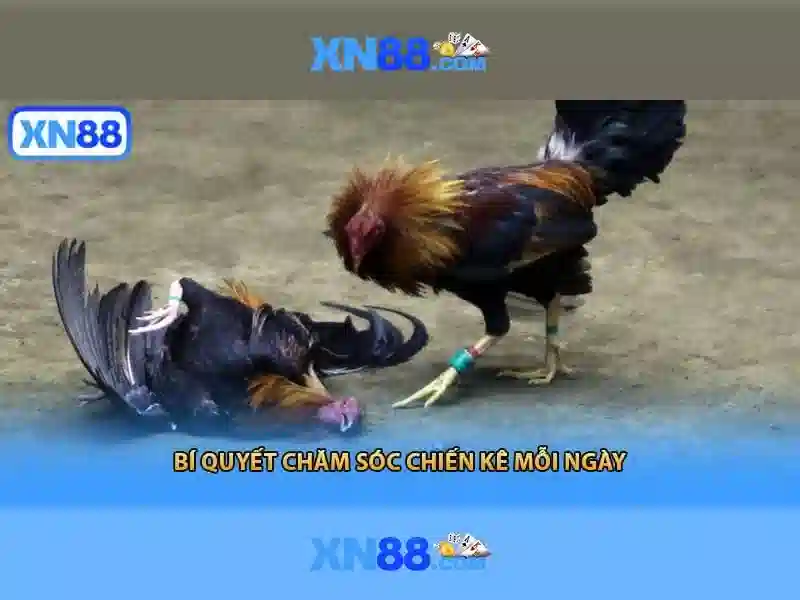 💎trang cá cuoc bong da icu💎