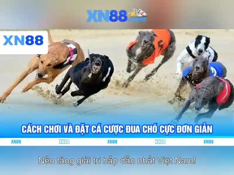 💎web cá cược 165💎