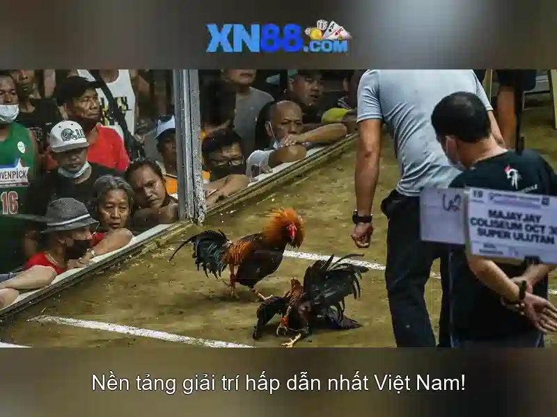 💎cage neo hb88💎