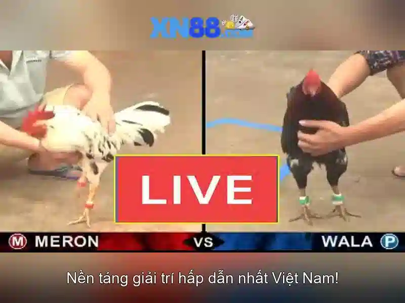 💎xem do bong da keo nha cai💎