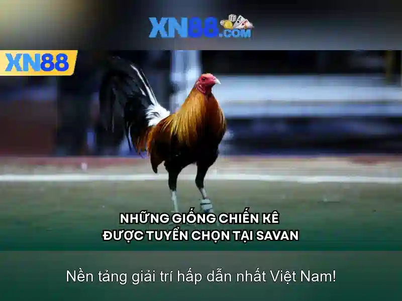 chính sách XN88 - XN88